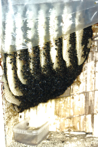 Wabenbau in einer Klotzbeute klotzbeute wabe